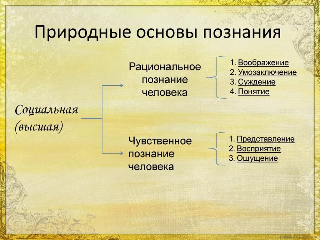 Основы познания общества. Представление чувственное или рациональное познание. Виды познания. Возможности и границы познания в философии. Естественная основа жизни общества.