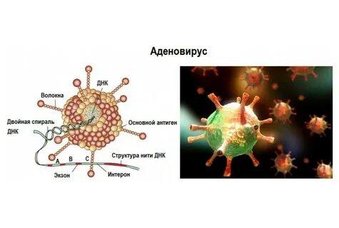 Аденовирус что