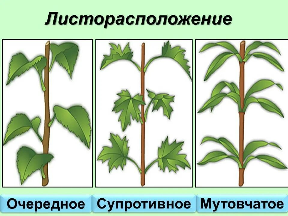 Местоположение листа. Очередное супротивное мутовчатое листорасположение. Супротивное 6 класс биология. Малина листорасположение. Листорасположение акации.