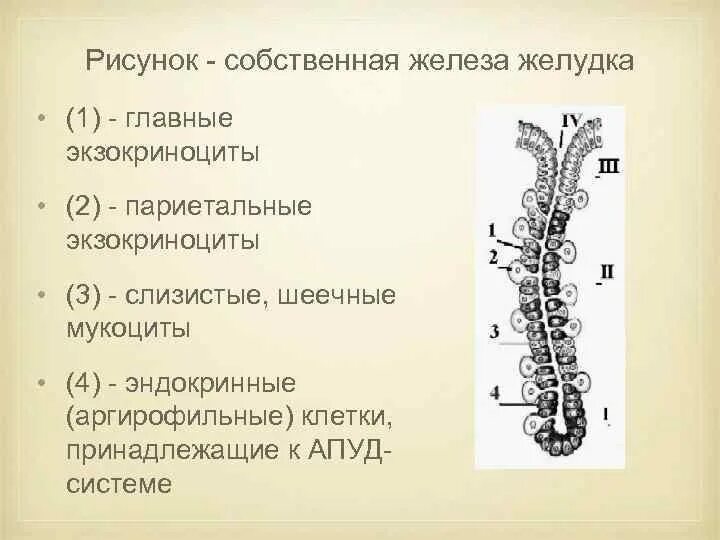 Какие железы расположены в желудке. Фундальные железы желудка клетки. Схема строения собственной железы желудка. Строение собственной железы желудка гистология. Фундальная железа желудка схема.