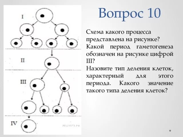 Схема процесса гаметогенеза обозначен. Схема какого процесса представлена на рисунке. Процесс гаметогенеза. Гаметогенез Тип деления.