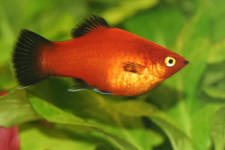 Platy