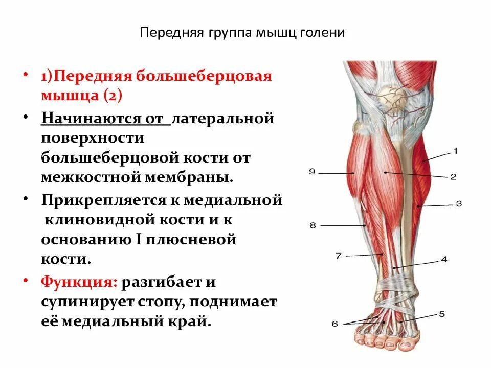 Передняя группа мышц голени функции. Мышцы голени спереди. Мышцы голени латеральная группа таблица. Мышцы голени медунивер.