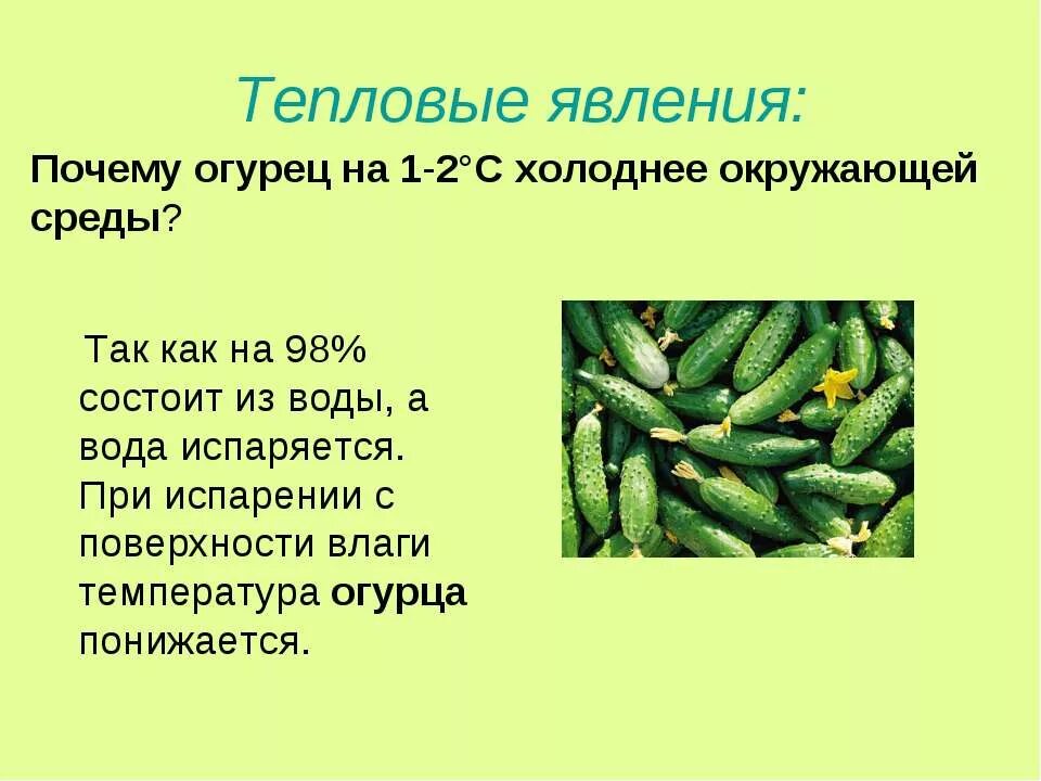 Когда появились первые огурцы
