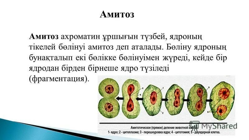 Способы деления клеток амитоз