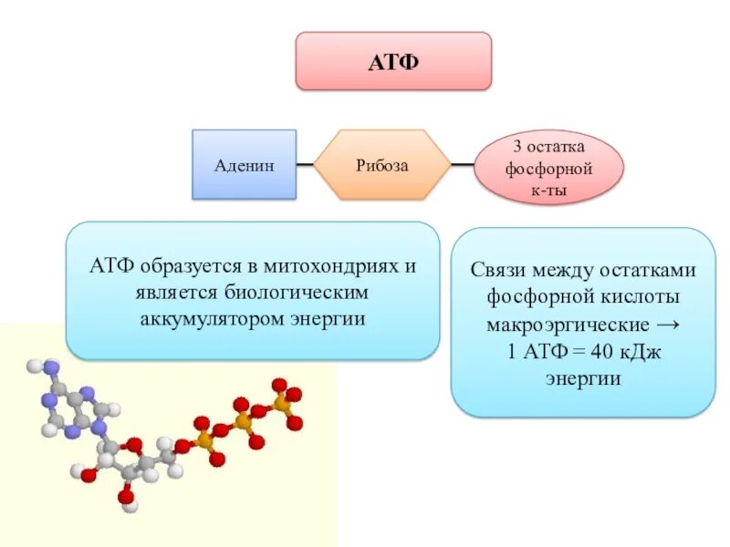 Атф восстанавливается. Строение молекулы АТФ. Строение АТФ И АДФ. АТФ молекулярное строение. Структура АТФ схема.