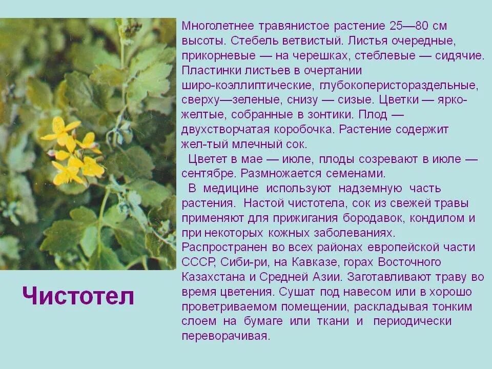 Чистотел польза и вред. Чистотел. Лечебные растения чистотел. Чистотел описание растения. Чистотел применяется при.