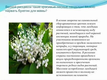 Я подарю вам ландыши песня