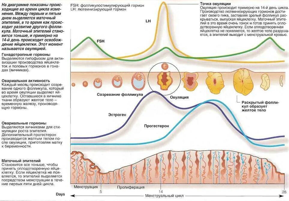 Цикл менструационного цикла и овуляция. Овуляторный цикл схема. Лютеинизирующий гормон овариально менструальный цикл. Фазы менструального цикла схема.