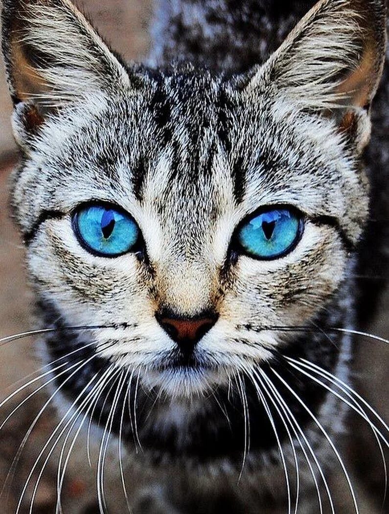 Фото на аву кошки. Охос азулес серый полосатый. Красивые кошки. Красивый кот. Кошка с синими глазами.