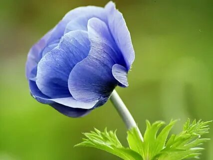 But flowers