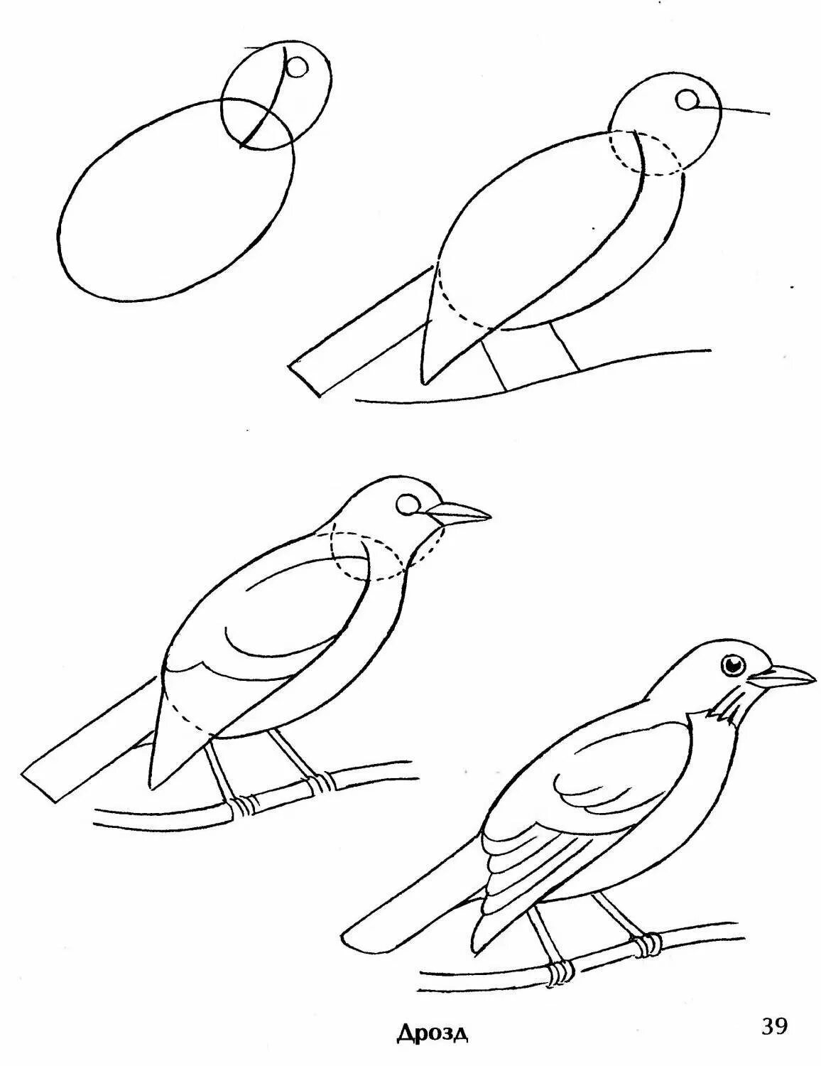 Этапы рисования птицы. Поэтапное рисование птицы в старшей группе. Поэтапное рисование скворца. Схема рисования птицы для детей. Рисование скворец в старшей группе
