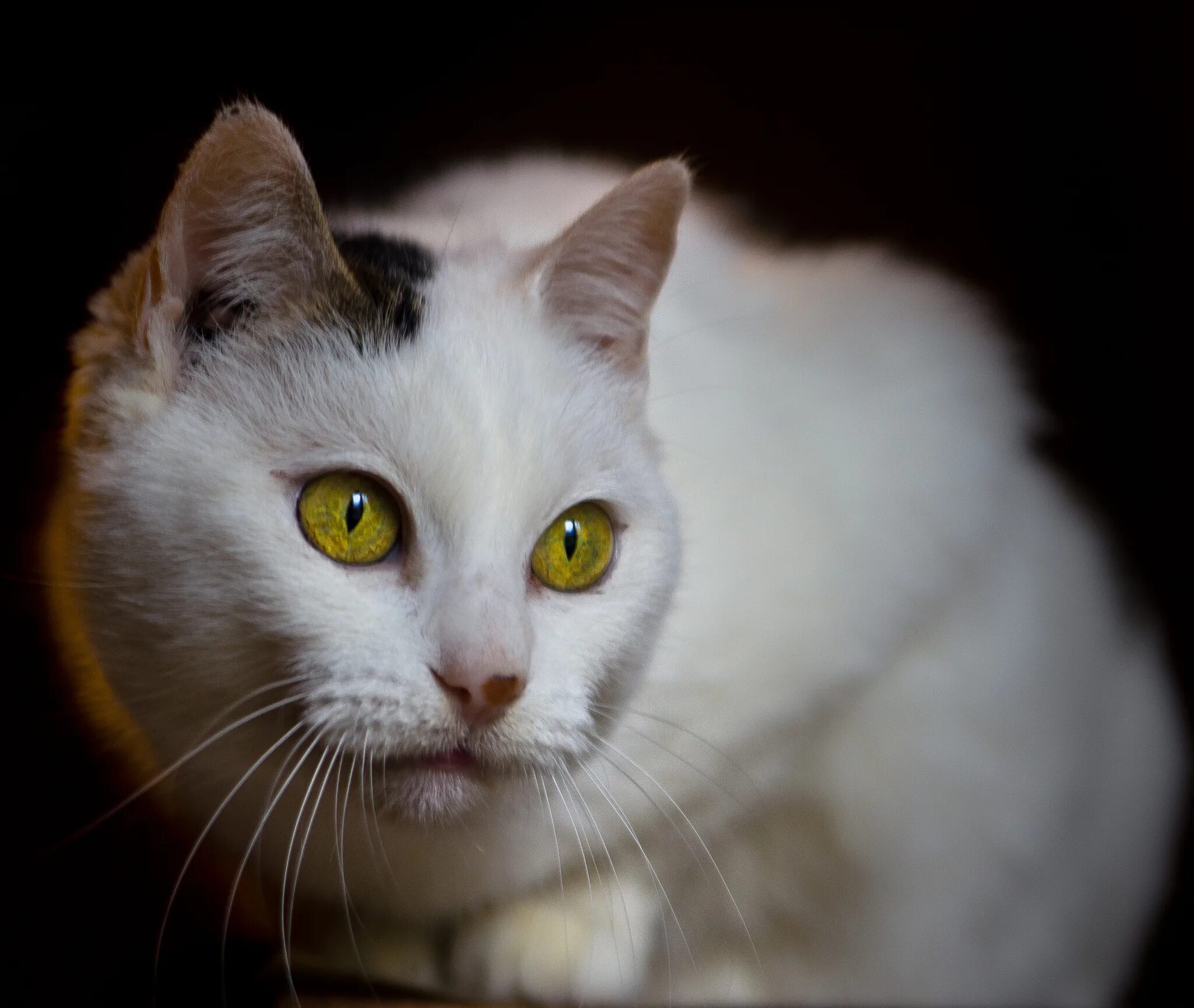 Желтыми как кошачьи глаза какое средство. Белая кошка с янтарными глазами. Белая кошка с желтыми глазами. Белые кошки с желтыми глазами порода. Пестрая кошка с янтарными глазами.