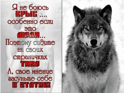 Волк со смыслом