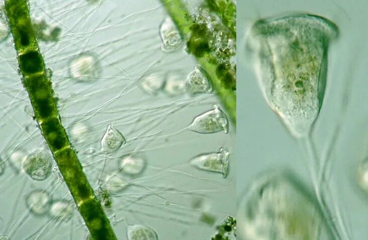 инфузория сувойка. сувойка. инфузория сувойка строение. инфузории сувойки колония. инфузория сувойка.