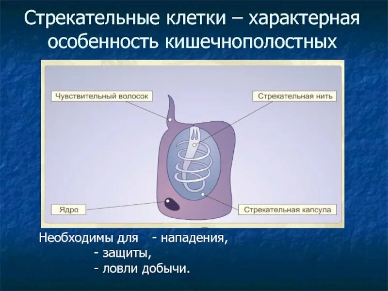 В каком слое находится стрекательная клетка. Стрекательные клетки. Стрекательные клетки кишечнополостных. Строение стрекательной клетки. Стрекательные клетки функции.