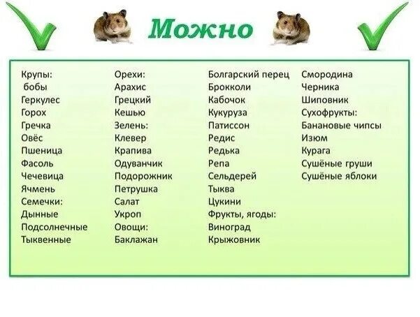 Что можно хомякам список