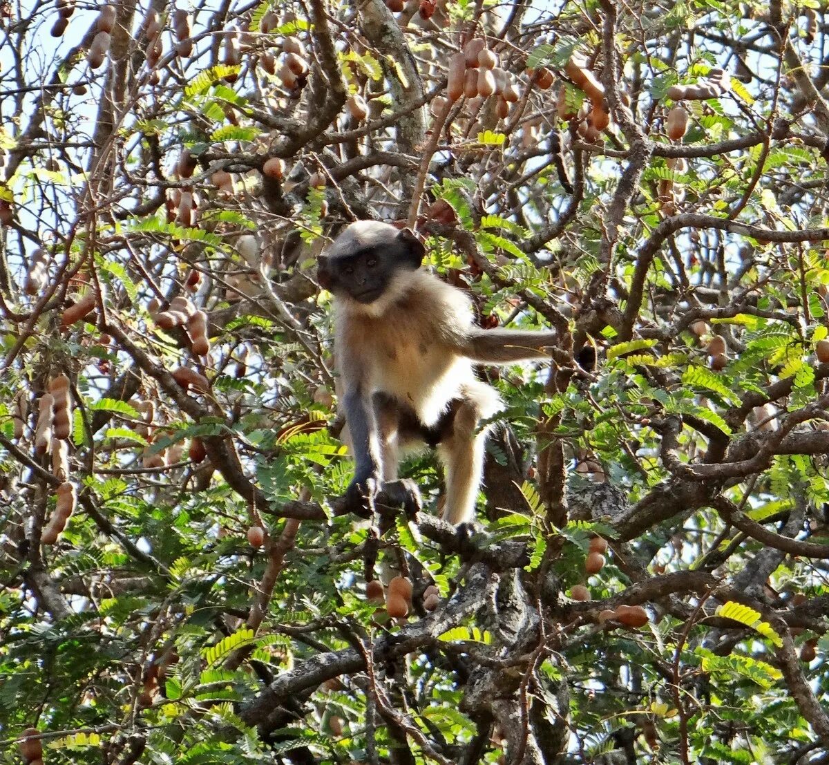 Monkeys trees
