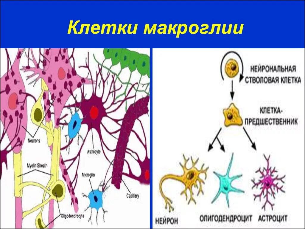 Клетки нейроглии гистология. Микроглия нервной ткани. Глиальные клетки нервной ткани. Клетки микроглии нервной ткани.