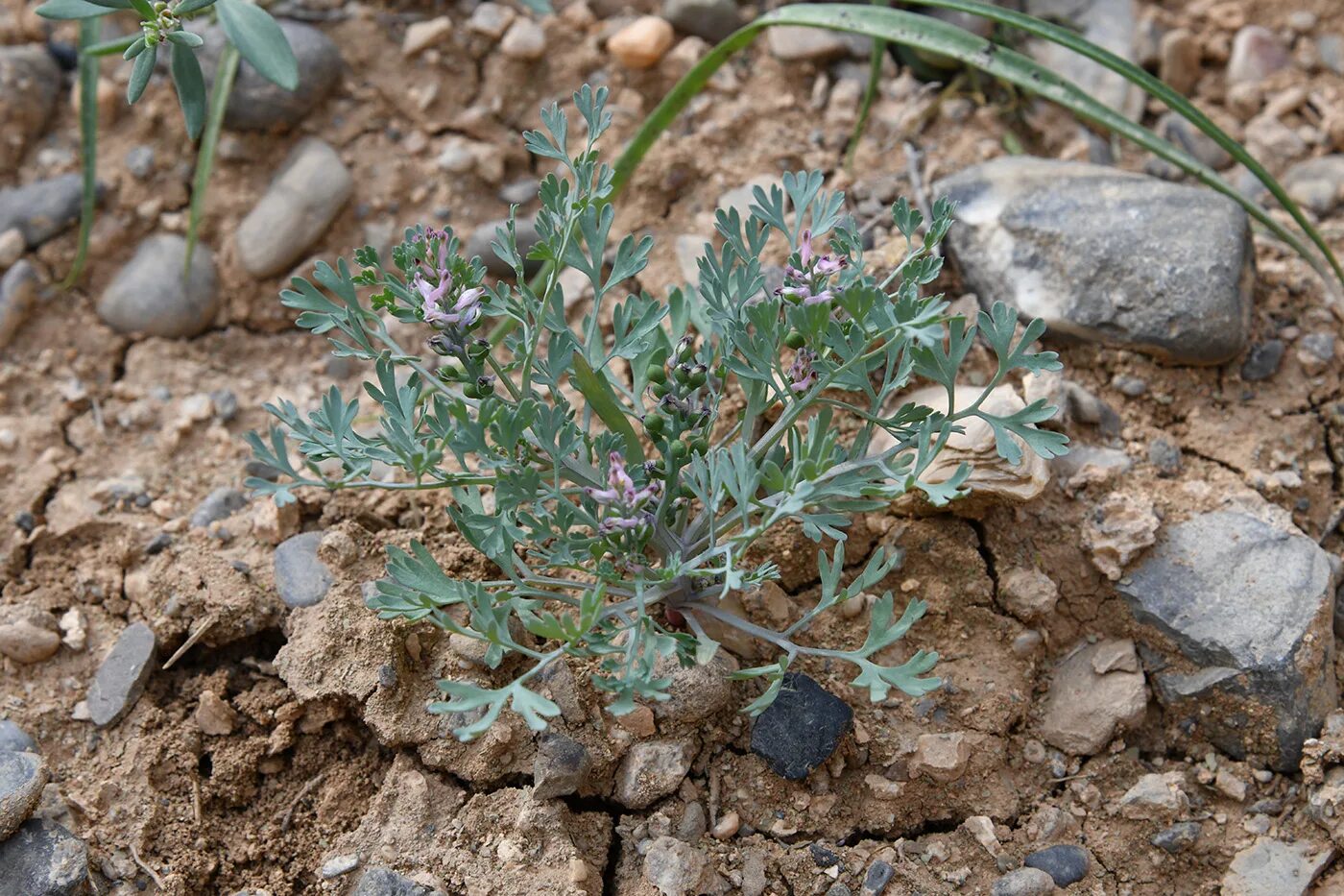 Плантариум растение. Плантариум кустарник. Плантариум определитель. Растения Таджикистана.