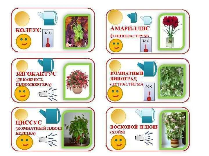 Картинки с комнатными растениями для детского сада