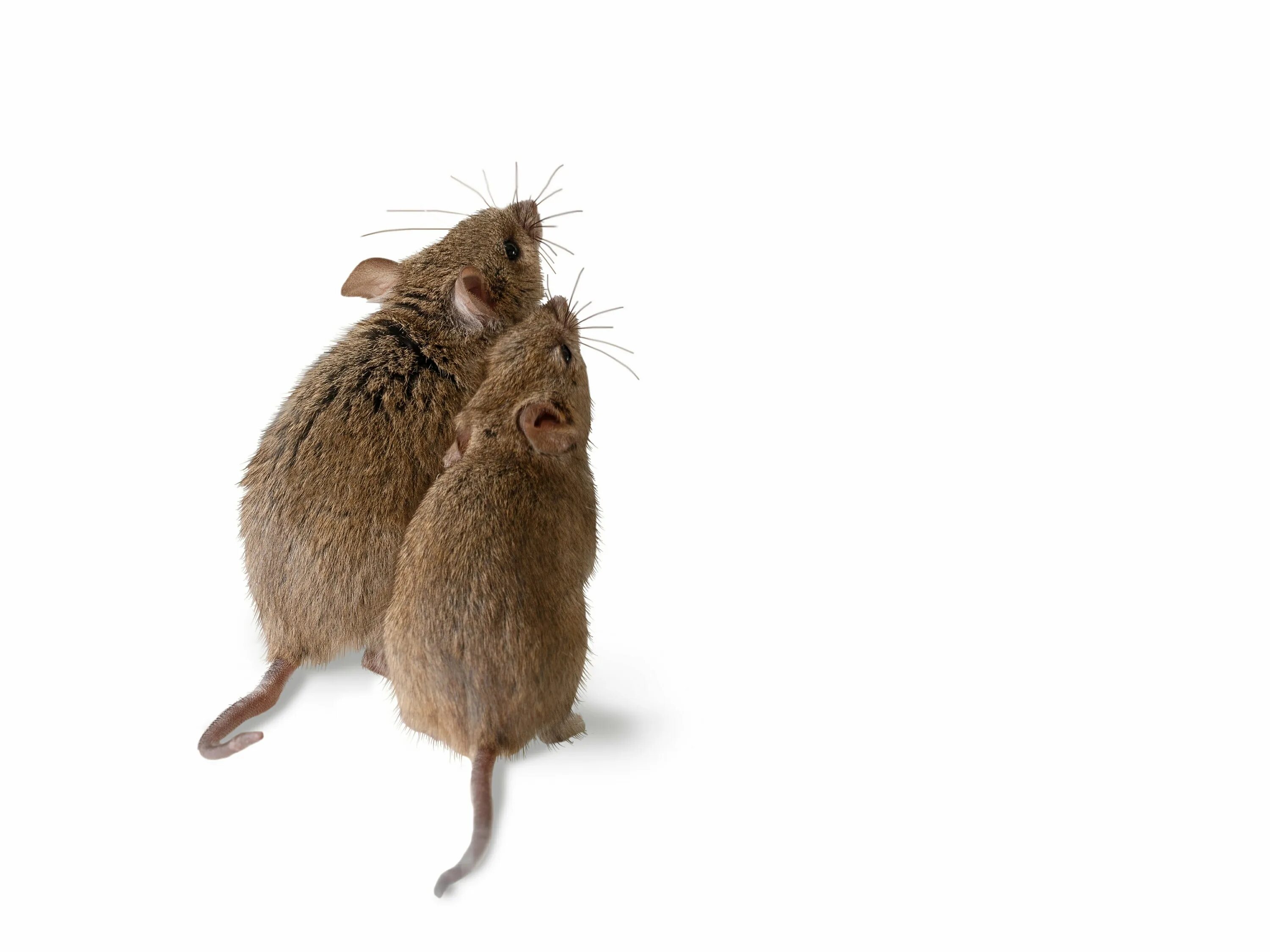 Полевая мышь убегает. Мышь со спины. Крыса выглядывает. Мышь на задних лапах.