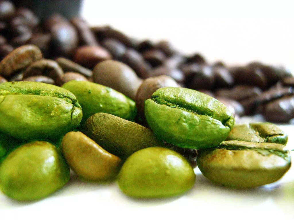 День зеленого кофе. Green Coffee Bean. Зеленый кофе в зернах. Зерна кофе необжаренные. Сырые зерна кофе.