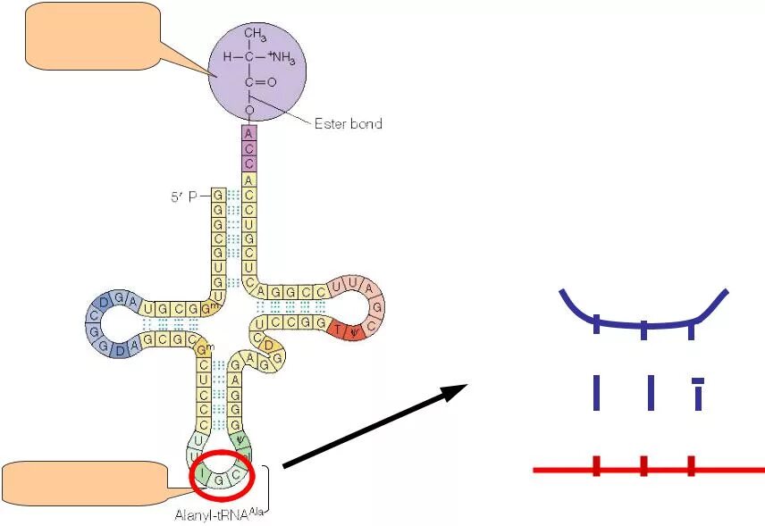 ТРНК. Аланил ТРНК. Молекула ТРНК рисунок. Синтез аланил ТРНК. Кодоны т рнк