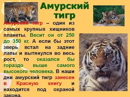 Кратко про амурского тигра