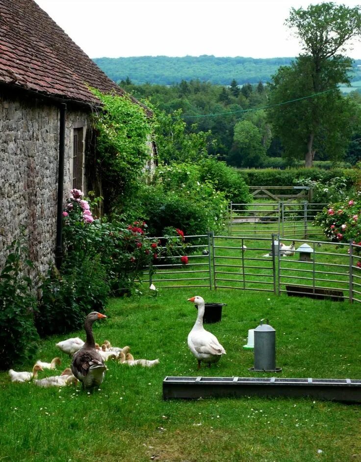 Красивая деревня. Ландшафт домика в деревне. Красивый деревенский дворик. Сад в деревне. Загородная ферма