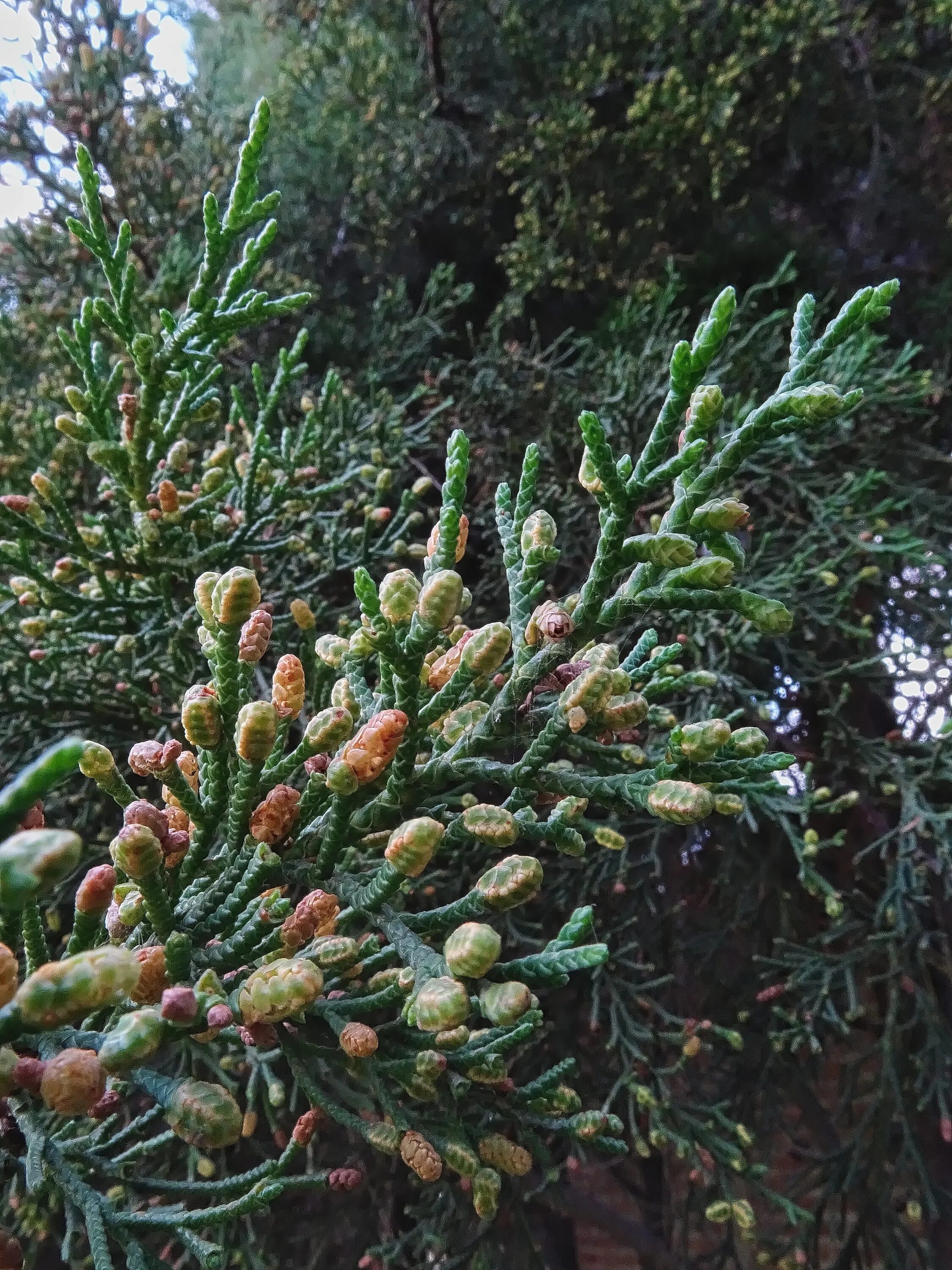 Кипарис вечнозеленый хвоя. Cupressus lusitanica. Кипарис лузитанский. Кипарис вечнозеленый (Cupressus sempervirens).