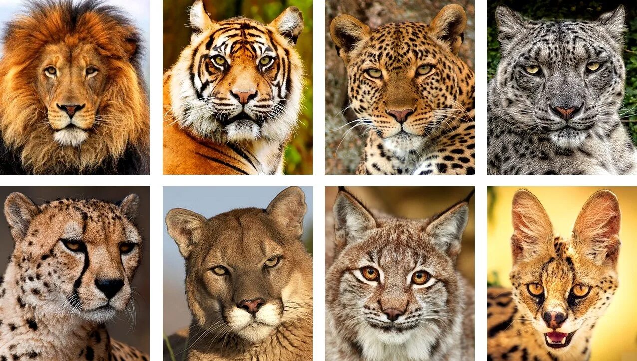 Дикие кошки список. Тигр леопард гепард Ягуар. Семейство Felidae кошачьи. Кошачьи семейство отряда хищных. Гепард и леопард и Ягуар и пантера.