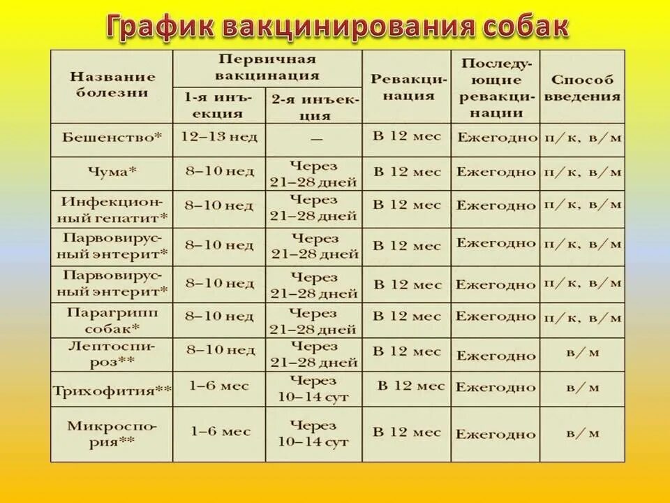 Когда щенку делать прививку от бешенства