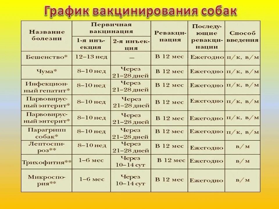 Сколько вакцин нужно. Прививки у собак график прививок по возрасту таблица. Прививки для собак по возрасту. Список прививок для собак по возрасту. Прививки для собак график.