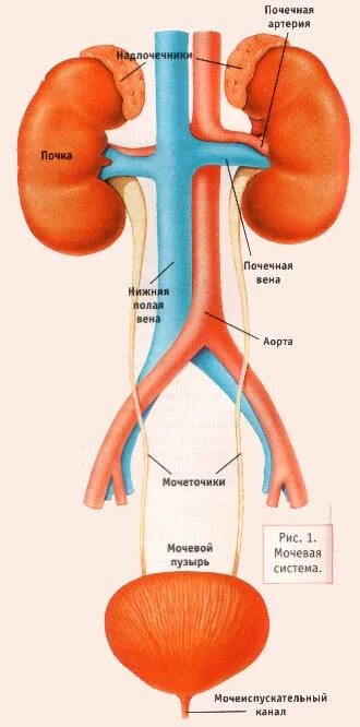 органы мочевыделительной системы строение органов функции. ворота почки функции. секреторная и экскреторная функция почек. выделительная система строение почки 8 класс. выделительная система почки надпочечники.