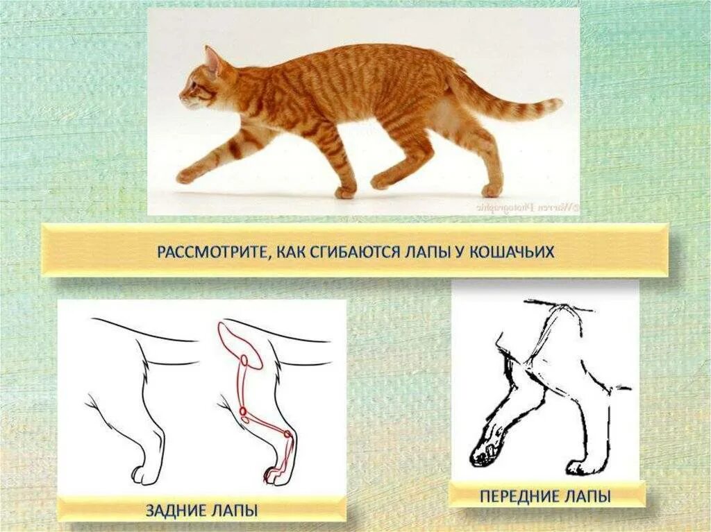 Кошка встает на задние лапы. Передние конечности кошки. Рисование характер животных 2 класс. У кошки передние лапы короче задних.