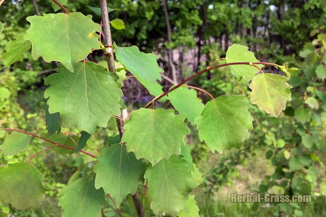 Осина обыкновенная (Populus tremula). Осина крупнозубчатая. Осина обыкновенная (Pópulus trémula). Осина Сибирская. Осина тип дерева