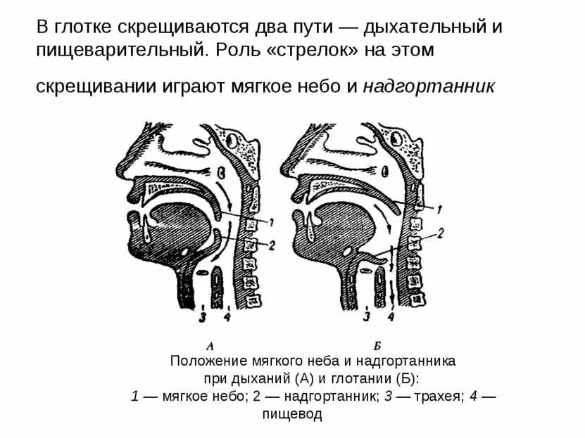 Схема глотки. Положение мягкого неба и надгортанника. Положение мягкого неба и надгортанника при дыхании и глотании. Положение надгортанника при дыхании и глотании. Схема дыхательных и пищеварительных путей.