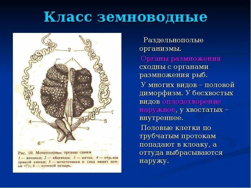 Почки у рыб и земноводных. Половая система земноводных. земноводные органы размножения. органы размножения амфибий.