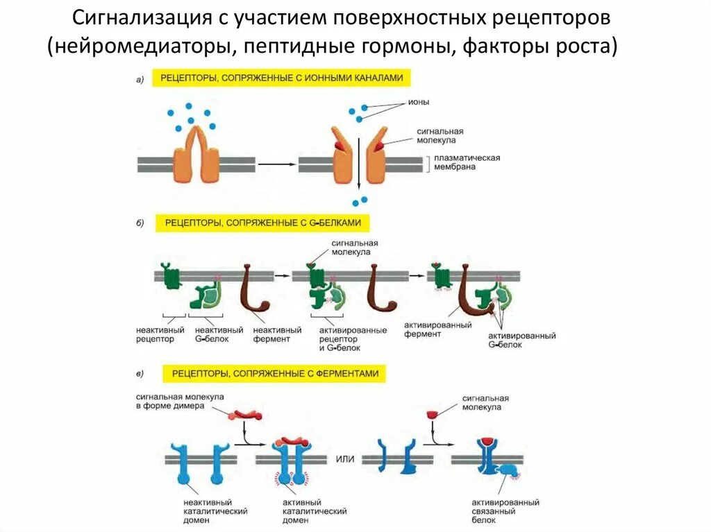 Типы рецепторов. Мембранные рецепторы.. Рецепторы сопряженные с ферментами пример. Рецепторы сопряжённые с ионными каналами. Поверхностные рецепторы. Сигнала фермент