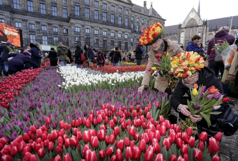 2 ряда тюльпанов. Фестиваль цветов в Голландии (Keukenhof, Нидерланды. Фестиваль тюльпанов в Амстердаме. Фестиваль тюльпанов 1 мая в Голландии. Амстердам тюльпаны фестиваль 2020.