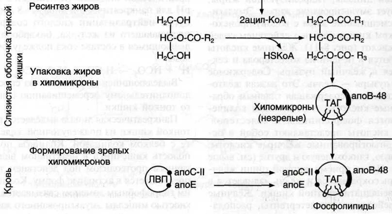 Синтез жиров в кишечнике. Ресинтез липидов схема. Ресинтез жира схема. Ресинтез нейтрального жира реакция. Ресинтез липидов таг.