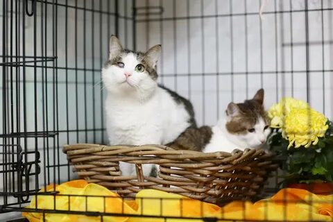 Приют для кошек казань