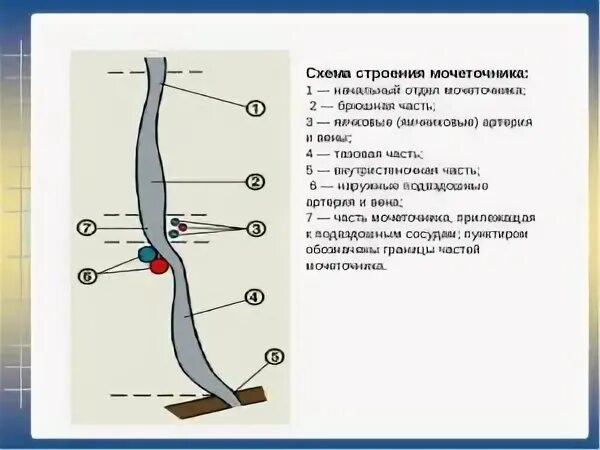 3 части мочеточника. Юкставезикальный отдел мочеточника схема. Отделы мочеточника анатомия. Интрамуральный отдел мочеточника анатомия. Мочеточник строение части.