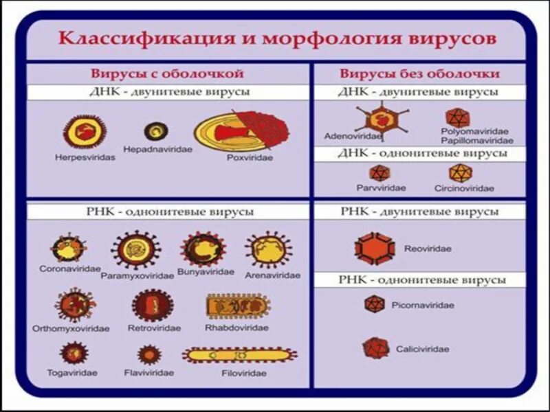 Общие признаки вирусов биология 5 класс. Классификация вирусов биология 5 класс. ДНК вирусы таблица. Строение вирусов микробиология. Классификация семейств вирусов микробиология.