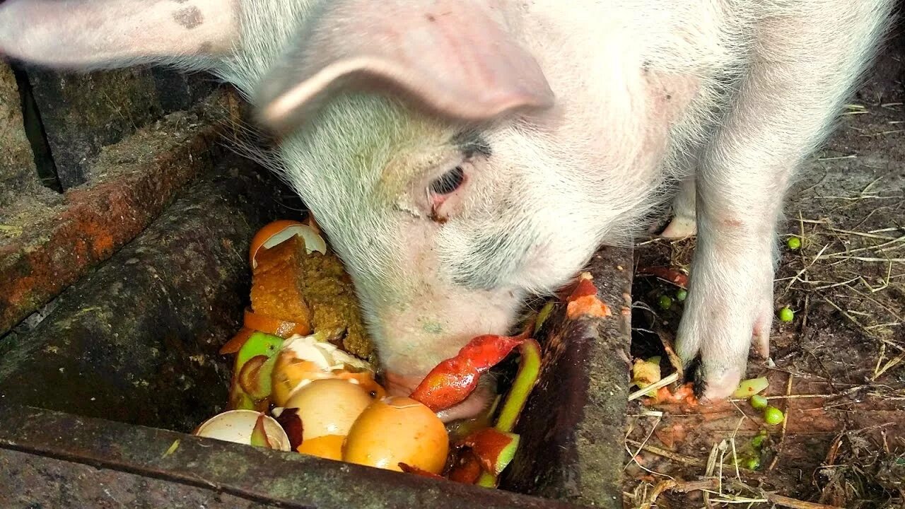 Поросята едят человека. Поросенок кушает.