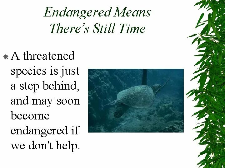 Release reduce adopt reusable endangered species. Описать картину по английски endangered species коротко. I believe endangered species are Everybody's responsibility аудирование. Threatened or endangered. Проект по английскому языку 7 класс учебник endangered species of animals and Plants.