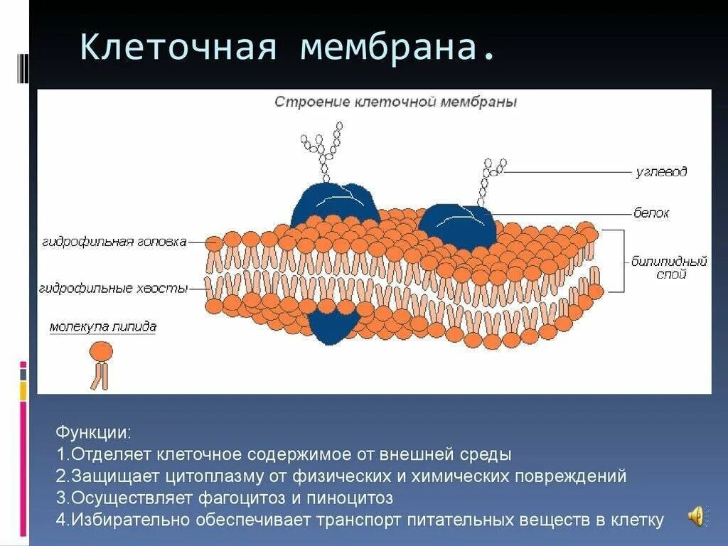 Структура клетки плазматическая мембрана. Оболочка и мембрана клетки. Плазматическая мембран кожа клетки. Мембрана ячейки состоит из. Мембраны клетки тест