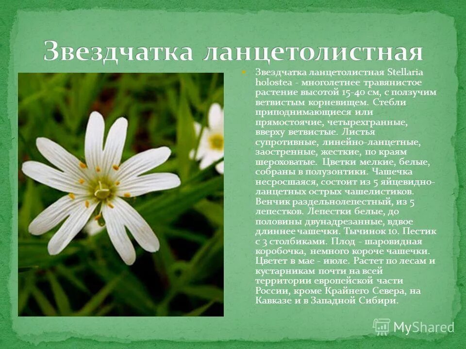 растение с ползучим длинным корневищем. мыльнянка ползучая. ландыш майский с плодами. травянистое растение с ползучим корневищем. травянистое растение с ползучим корневищем.