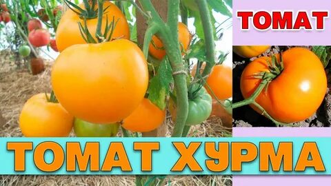 Томат хурма описание сорта фото отзывы садоводов